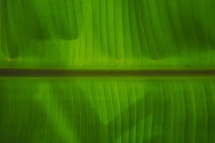 Code Genie's Efficient Audits: The Heart of Green Blockchain Technologies